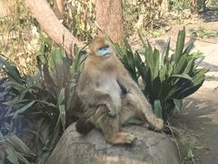 -成都动物园