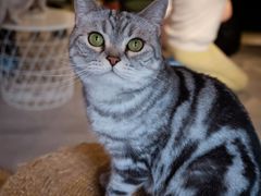 -猫儿山۰猫主题餐厅