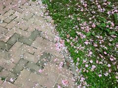 -囿面传统制面馆(中央路店)