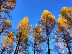 -塞罕坝国家级自然保护区