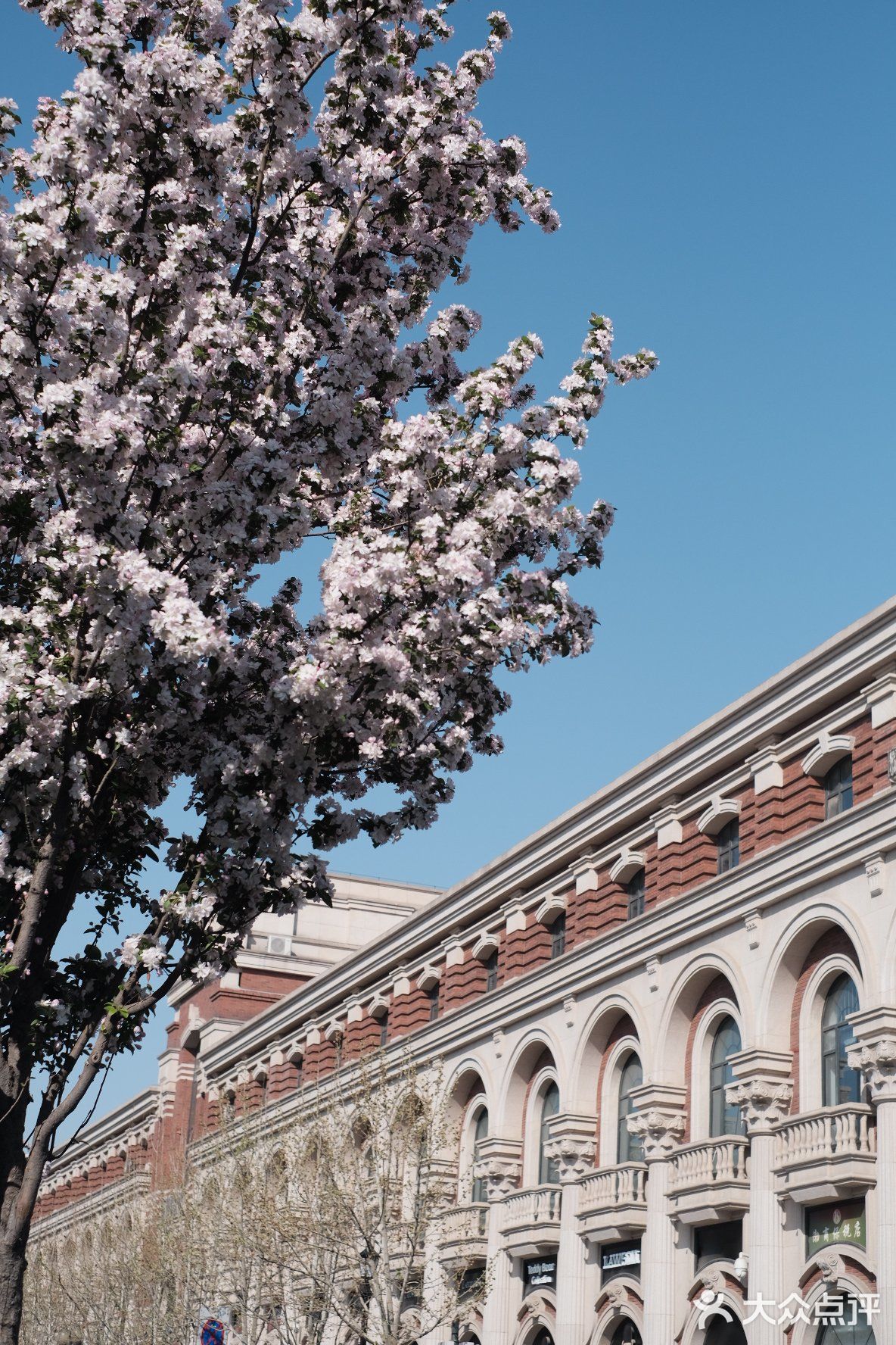 【天津】春日花期拍摄指南·大理道海棠