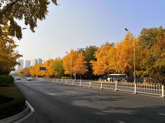 -三里屯东五街银杏大道