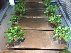 -梧桐餐厅(泉城路店)