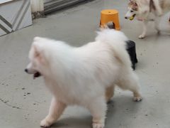 -星多哈·狗咖·拼豆·咖啡