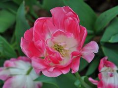 景点-上海鲜花港