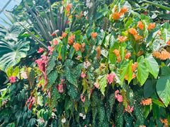 -新加坡植物园