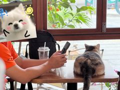 -有猫主题·治愈系猫咖(曾厝垵店)