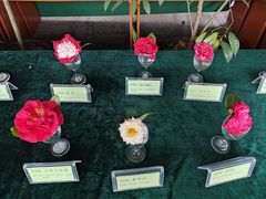 -金花茶公园