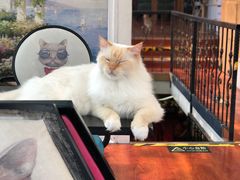 -猫小院猫主题咖啡厅(北锣店)