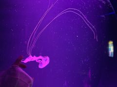 -欢乐海岸海洋奇梦馆