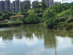 -大亚湾红树林城市湿地公园