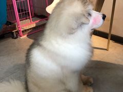 -汪说·狗咖(旺城大厦店)