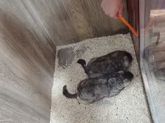 -后院犇牛主题餐厅(云岗店)