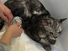 -momokira米努特·德文卷毛猫·棉花面纱犬