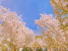 -海棠花溪(元大都城垣遗址公园)