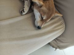 -怪兽屋·羊驼·猫咖·狗咖(俊华广场店)