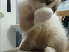 -喵的天空名猫咖啡馆·撸猫·猫舍·用品