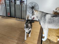 -Husky Go! 哈士奇体验馆·宠物咖啡厅狗咖