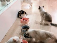-Bastet sally猫舍购宠(静安店)