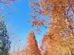 -白水寺森林公园