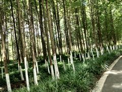 -桤木河湿地公园