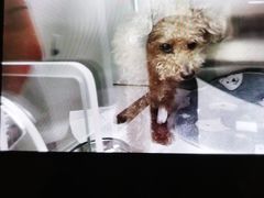 -美联众合动物医院·24h京西诊疗中心