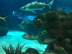 -瑞普利水族馆