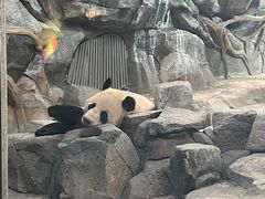 -武汉动物园