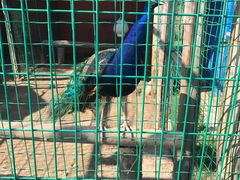 -明珠湖天鹅苑·农家菜馆