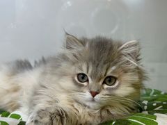 -青奢宠物·青奢猫舍