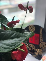 -ONE·男士国潮·美式渐变·理发馆·BARBER SHOP