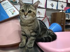 -瑞派名望志远动物医院·猫科·內科·异宠专科(直港大道店)