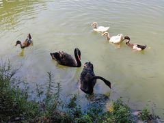 -乌村