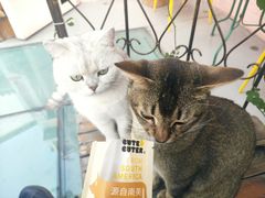 -喵屿·大理花园猫咖