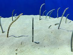 -上海海洋水族馆