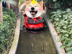 -南宫五洲植物乐园