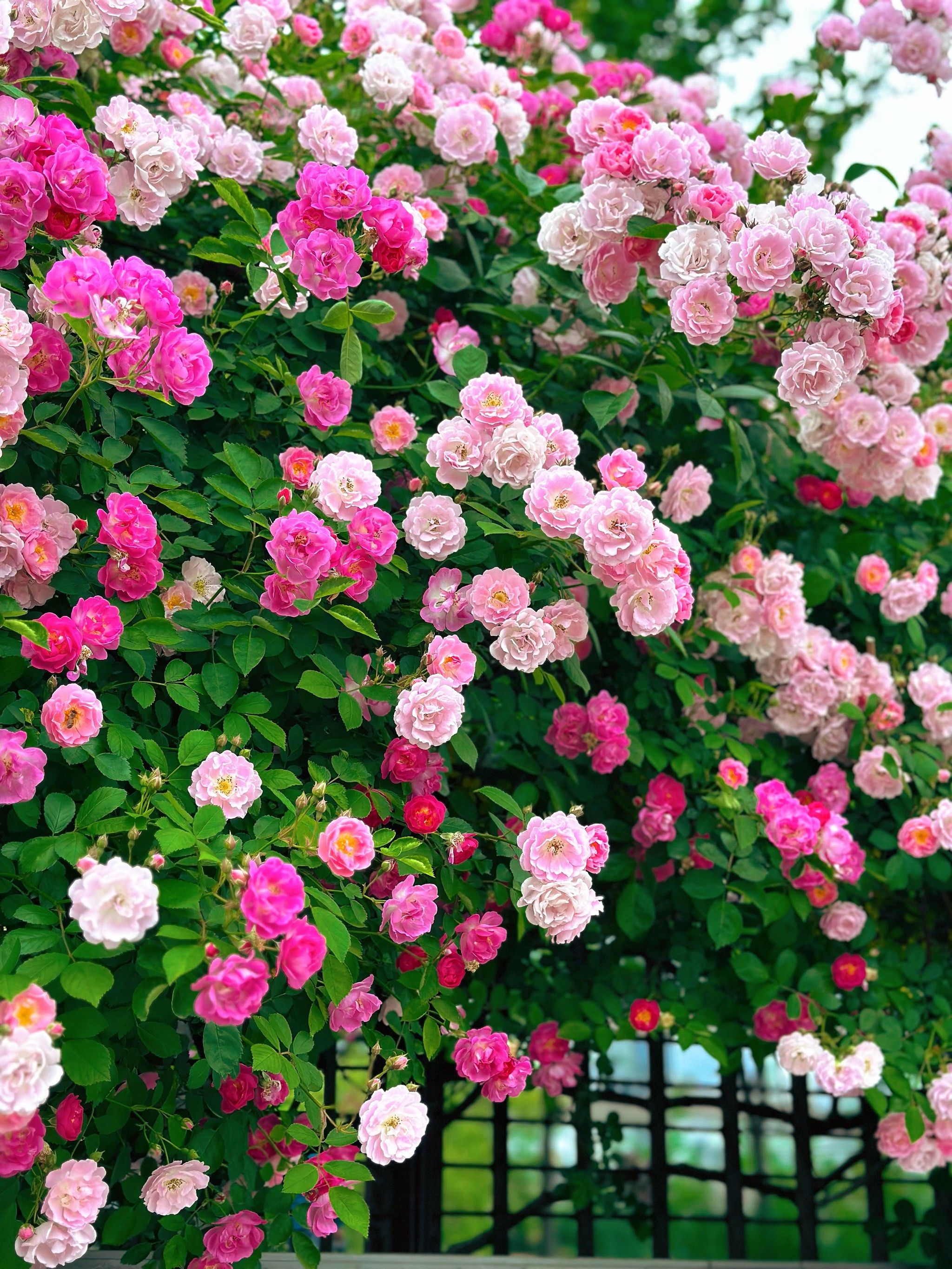 蔷薇花开