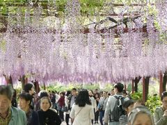 -嘉定紫藤园