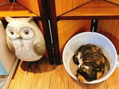 -more than meow吴止猫主题餐厅(承德 中船汇店)