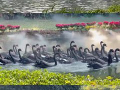 -广州长隆飞鸟乐园