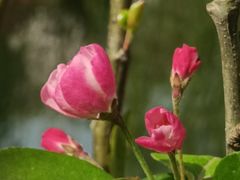 -海棠花溪(元大都城垣遗址公园)