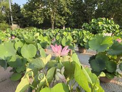 -莲花池公园