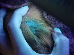 -艾贝尔宠物诊疗