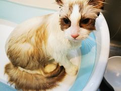 -PETKIT小佩宠物·低压洗护(国顺东路店)