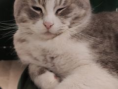 -猫儿山۰猫主题餐厅