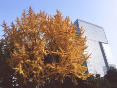 -浙江大学医学院附属邵逸夫医院(钱塘院区)
