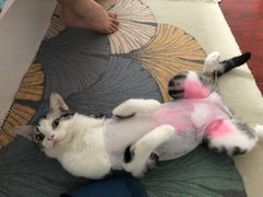 -哆趣宠物医院·眼科·内镜·急重症转诊中心(上海店)