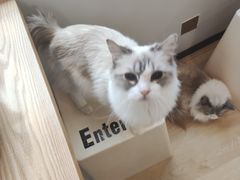 -有喵·猫咖·狗咖·30几只猫10只小狗(岗厦店)