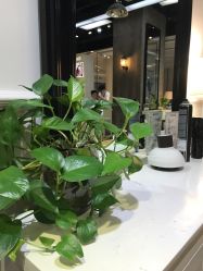 点击看大图 -PIONEER·韩式