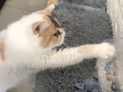 -平行世界·猫咖(首经贸店)